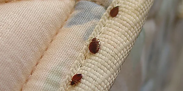 Pest control services in Surat